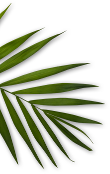 treebornhealthcare