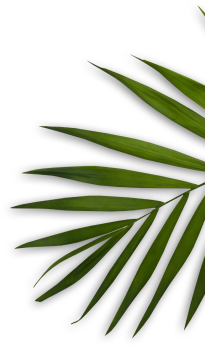 treebornhealthcare